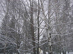 фото "Снегопад в пасмурную погоду"