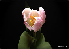 photo "***"