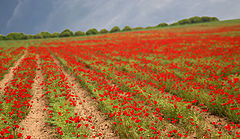 photo "Colors of Spring"