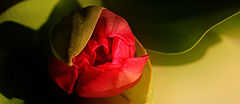 фото "tulipfever 2"