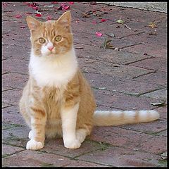 фото "cat"