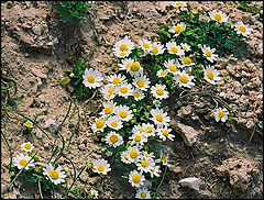 photo "Spring flowers."