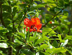 photo "pomegranate flower and bees"