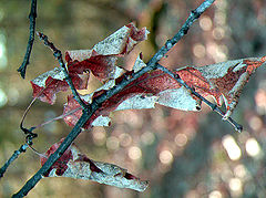 photo "last year's leaves"