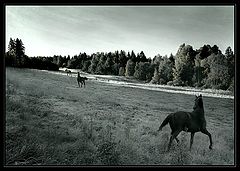 photo "Let my horses go! (Go down Moses)"