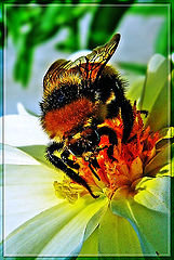 фото "Мохнатый "Bee-liner"- 2."