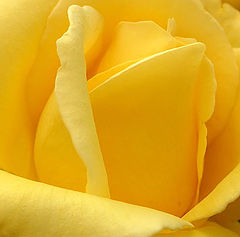 photo "crown of heart"