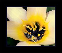 photo "***"