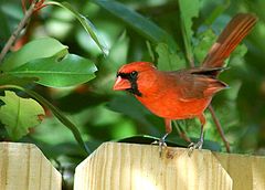 photo "Cardinal"