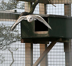 фото "Swoop"