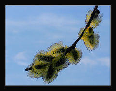 photo "Spring in Moscow"