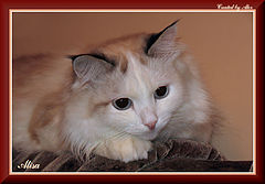 photo "Alisa"