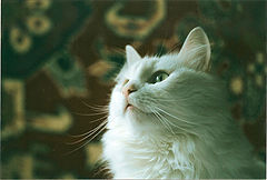 photo "Interestingly ..."