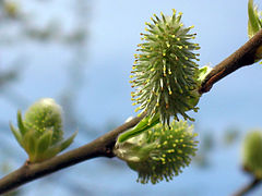 фото "Willow"