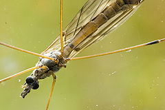 photo "A Mosquito"