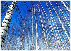 фото "Апрельские березы"