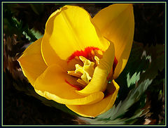 photo "Tulip"