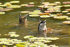 photo "National Synchronized Swimming Team"