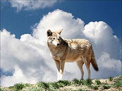 photo "The Coyote"