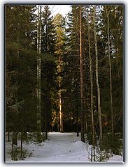 photo "The Morning in wood."