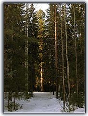 фото "Утро в лесу."