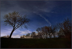 фото "Tree Silhouette"