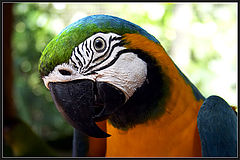 photo "Parrot"