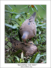 photo "Building the Nest"