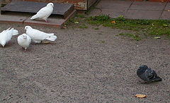 фото "Голуби (7)."