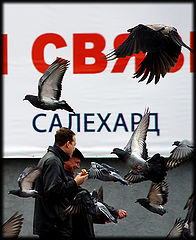 фото "На встречных курсах."
