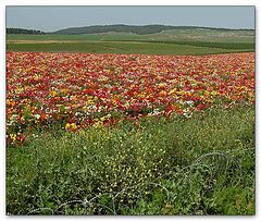 photo "Trivial details on the foreground"