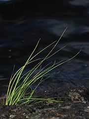 фото "Against the wind and water"