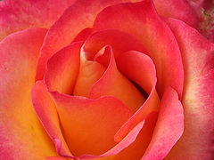 photo "Pink,red&peach"