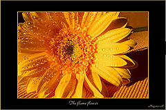 photo "The flame flower"