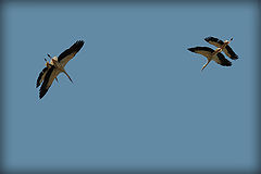photo "Lets flight together?"
