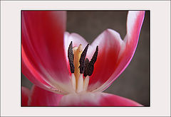 photo "spy"