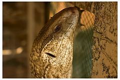 photo "The Eye of the Dragon"