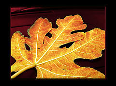 photo "Leaf fall"