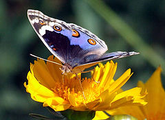 photo "Colors of life"