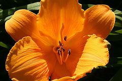 photo "" GOLD ""