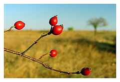 фото "*"