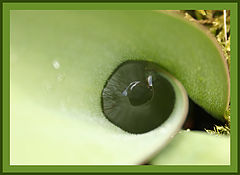 photo "Try to see something in my eyes..."