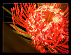 фото "untitled"