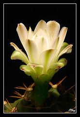 фото "*"