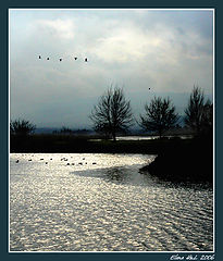 photo "Silver day"
