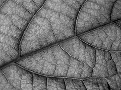 photo "Leaf Detail"