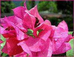 photo "Rain... sun..."