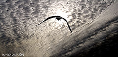photo "Way to freedom"