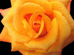 photo "Rose #1"