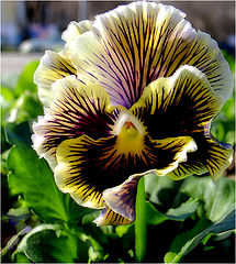 photo "Viola"